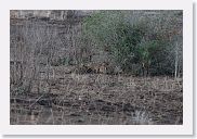 18TarangirePMGameDrive - 54 * Lionesses finishing off a meal of Zebra.